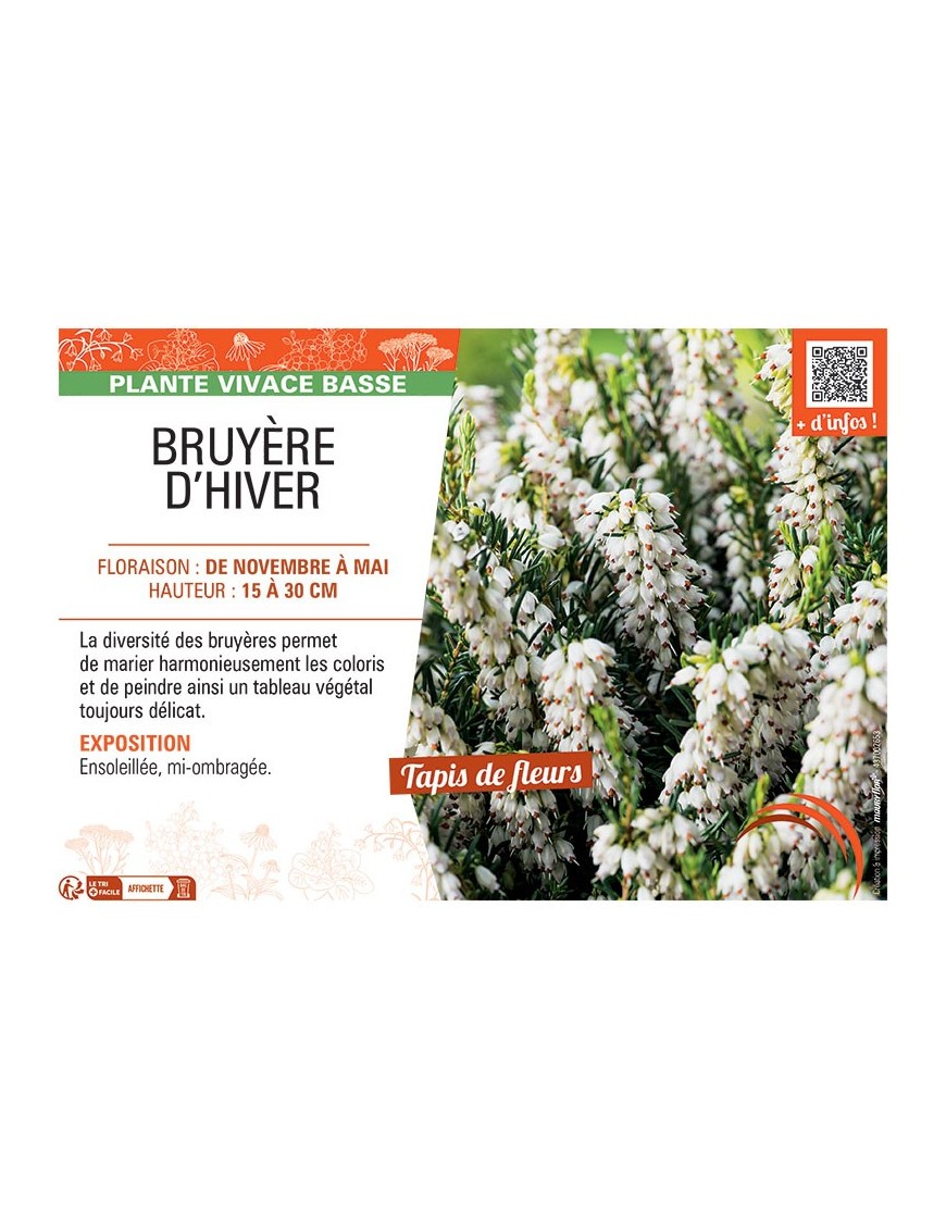 ERICA DARLEYENSIS voir BRUYÈRE D'HIVER BLANCHE