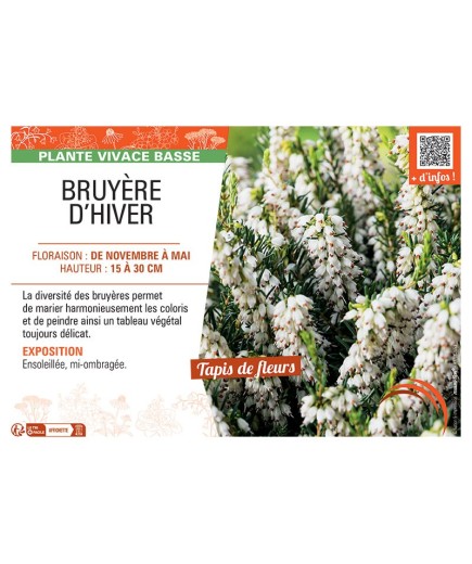 ERICA DARLEYENSIS voir BRUYÈRE D'HIVER BLANCHE