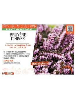 ERICA DARLEYENSIS voir BRUYÈRE D'HIVER ROSE