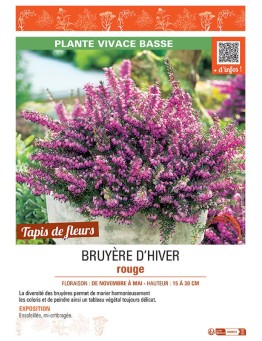 ERICA DARLEYENSIS voir BRUYÈRE D'HIVER ROUGE