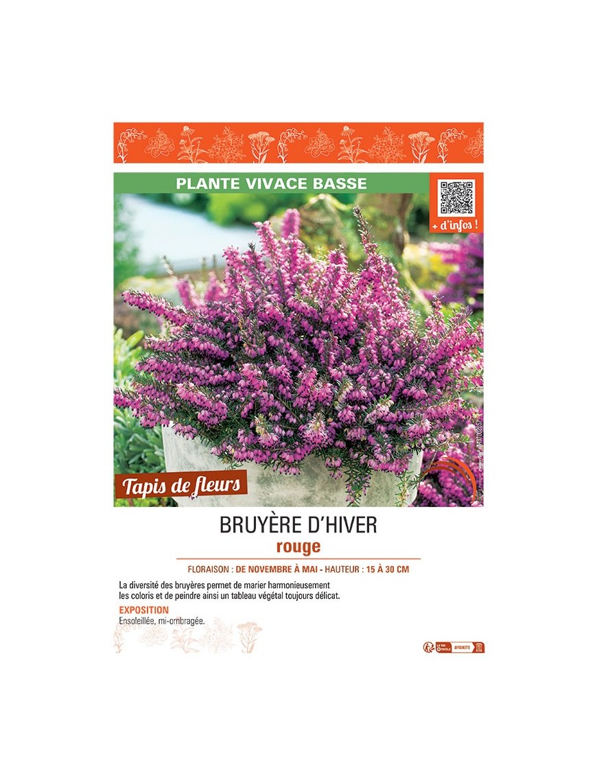 ERICA DARLEYENSIS voir BRUYÈRE D'HIVER ROUGE