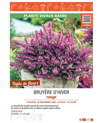 ERICA DARLEYENSIS voir BRUYÈRE D'HIVER ROUGE