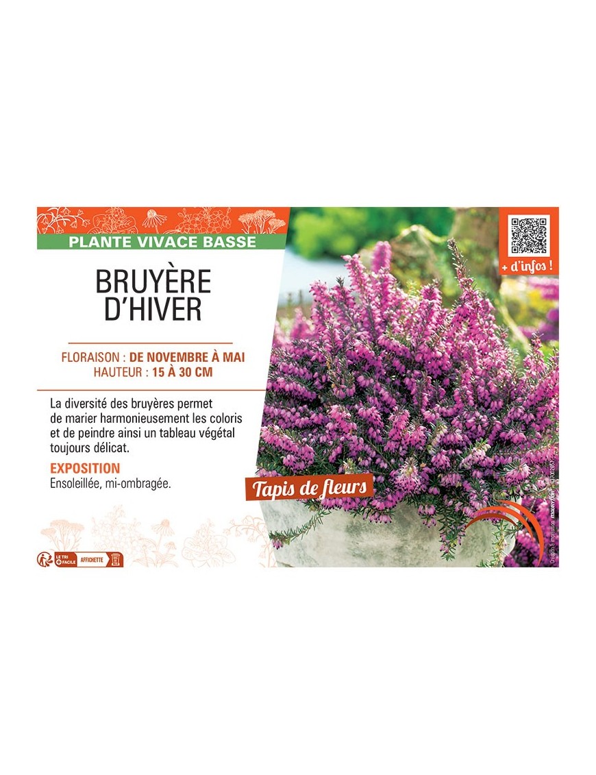 ERICA DARLEYENSIS voir BRUYÈRE D'HIVER ROUGE