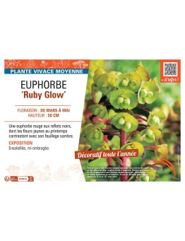 EUPHORBE RUBY GLOW