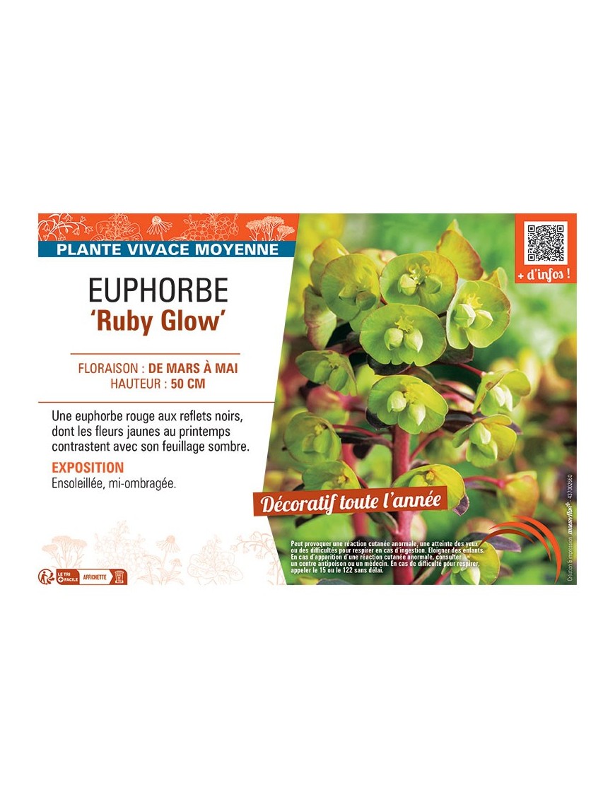 EUPHORBE RUBY GLOW