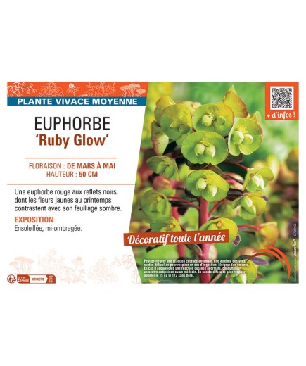 EUPHORBE RUBY GLOW