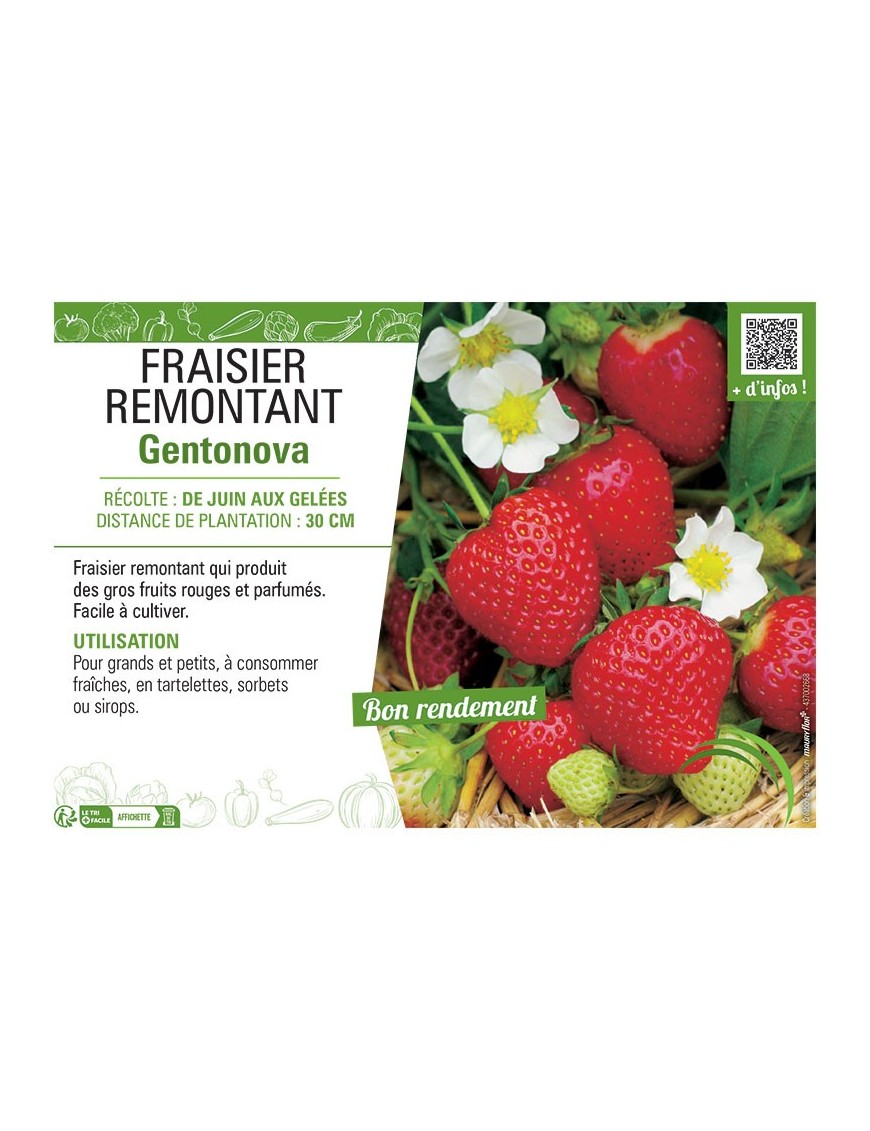 FRAISIER GENTONOVA