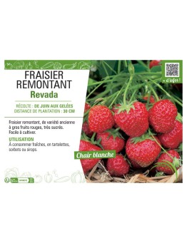 FRAISIER REVADA