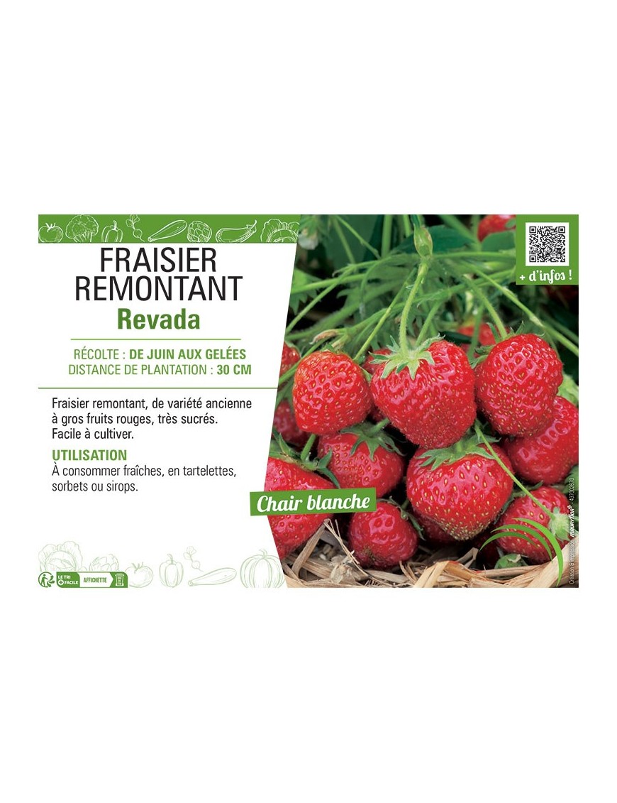 FRAISIER REVADA