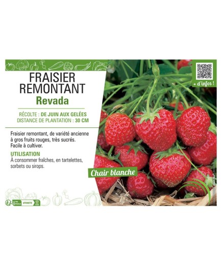 FRAISIER REVADA
