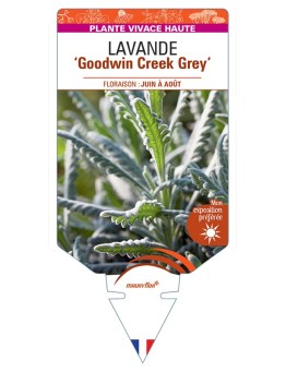 LAVANDULA (x ginginsii) Goodwin Creek Grey