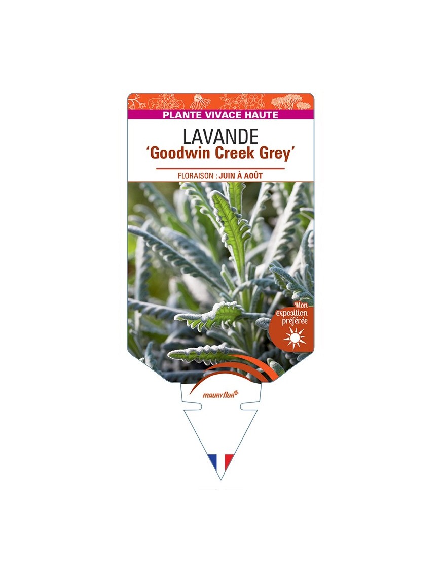 LAVANDULA (x ginginsii) Goodwin Creek Grey