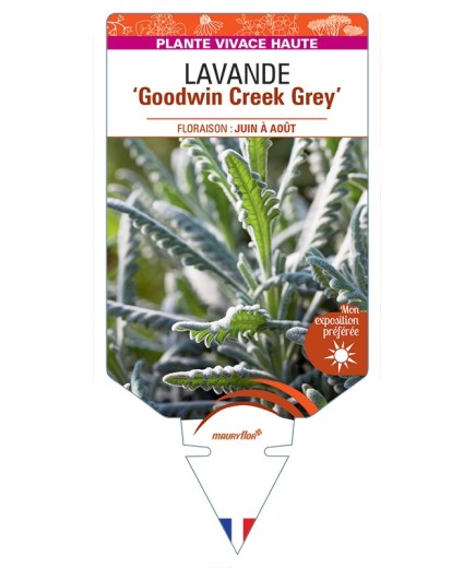 LAVANDULA (x ginginsii) Goodwin Creek Grey