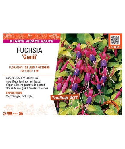 FUCHSIA GENII