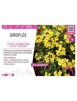 ERYSIMUM ALLIONII voir GIROFLÉE JAUNE