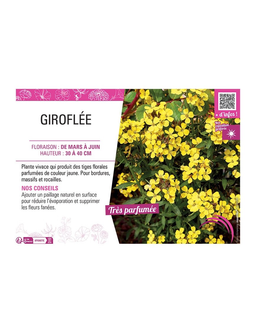 ERYSIMUM ALLIONII voir GIROFLÉE JAUNE