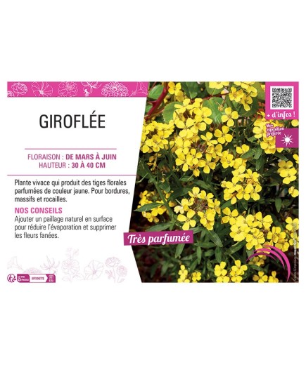 ERYSIMUM ALLIONII voir GIROFLÉE JAUNE