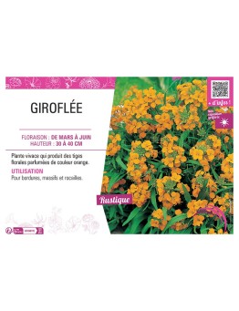 ERYSIMUM ALLIONII voir GIROFLÉE ORANGE