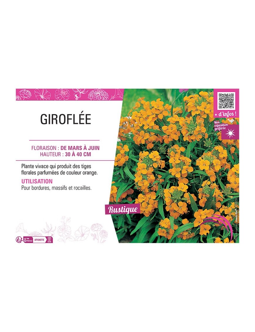 ERYSIMUM ALLIONII voir GIROFLÉE ORANGE