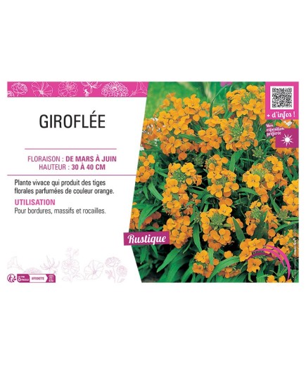 ERYSIMUM ALLIONII voir GIROFLÉE ORANGE