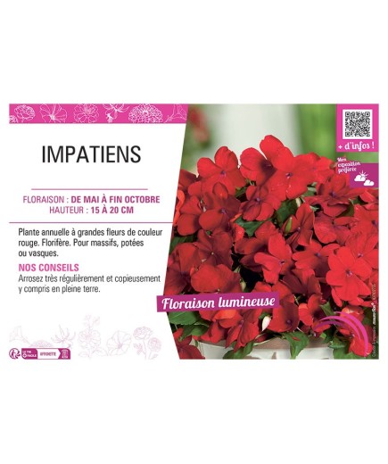 IMPATIENS ROUGE