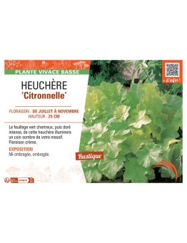 HEUCHERA CITRONNELLE