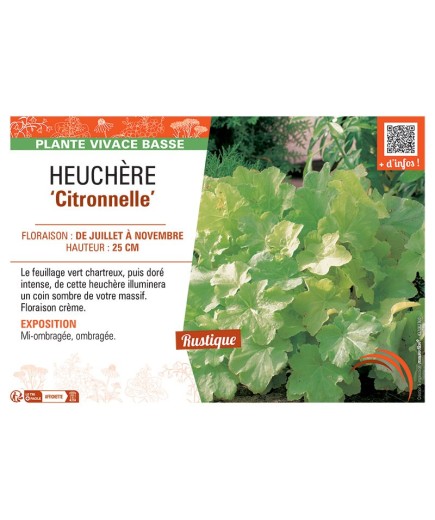 HEUCHERA CITRONNELLE