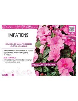 IMPATIENS ROSE