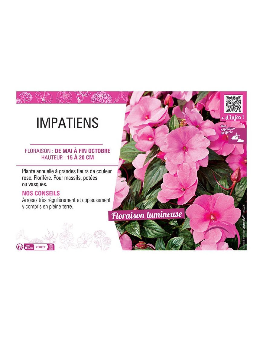 IMPATIENS ROSE