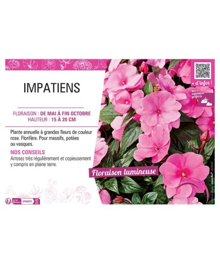 IMPATIENS ROSE