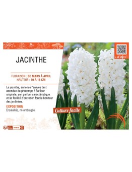 JACINTHE BLANCHE