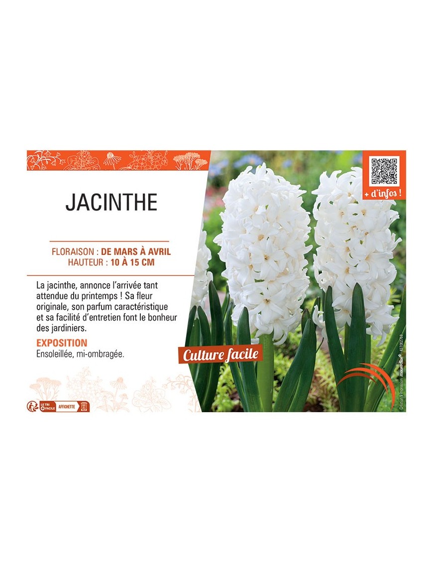 JACINTHE BLANCHE