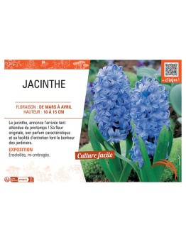 JACINTHE BLEUE