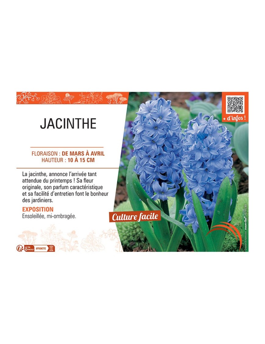 JACINTHE BLEUE