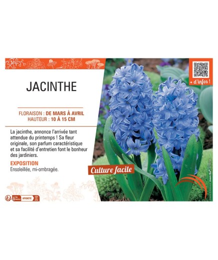 JACINTHE BLEUE