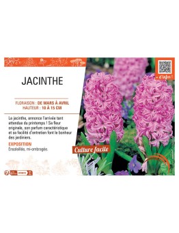 JACINTHE ROSE