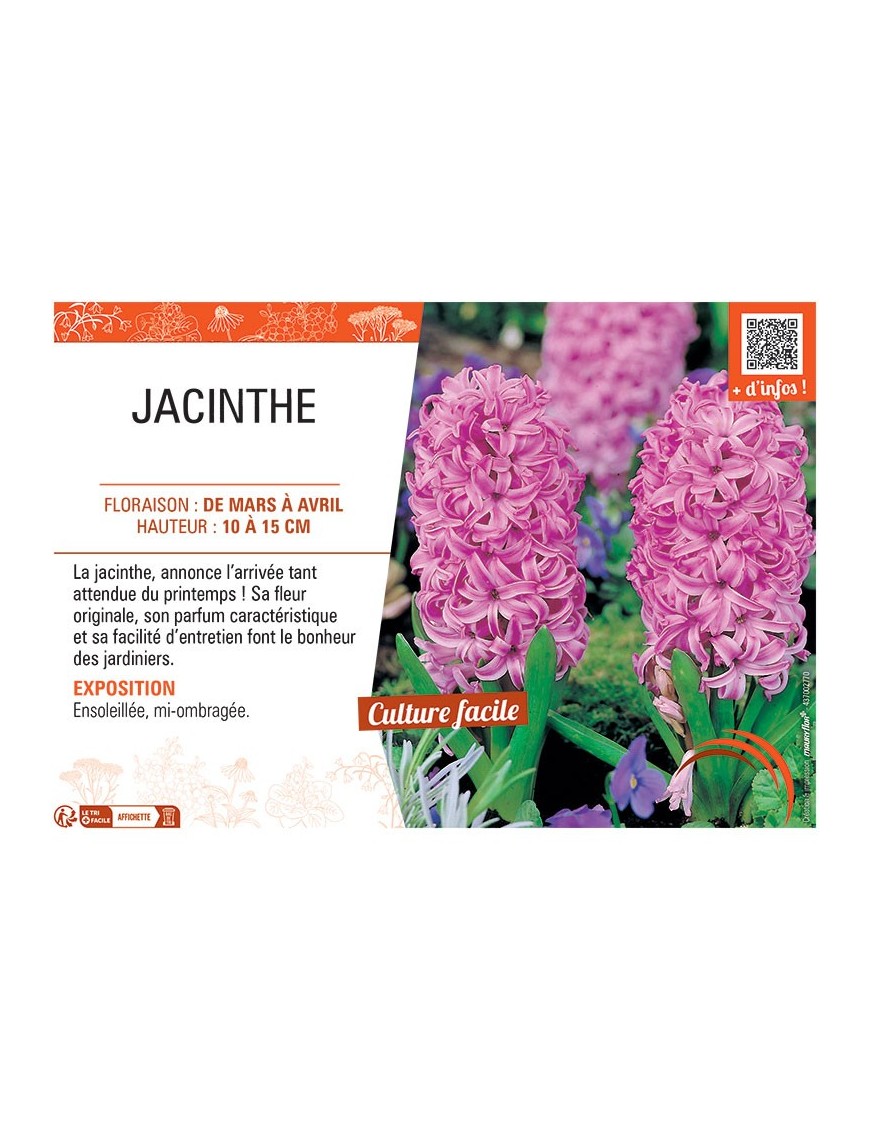 JACINTHE ROSE
