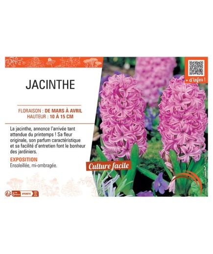 JACINTHE ROSE