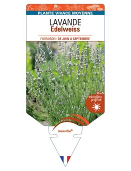 LAVANDULA (x intermedia) Edelweiss