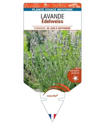 LAVANDULA (x intermedia) Edelweiss