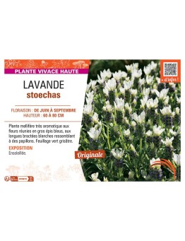 LATHYRUS LATIFOLIUS (varié)