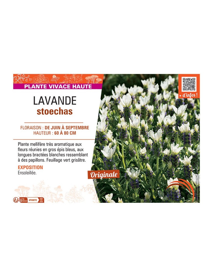 LATHYRUS LATIFOLIUS (varié)