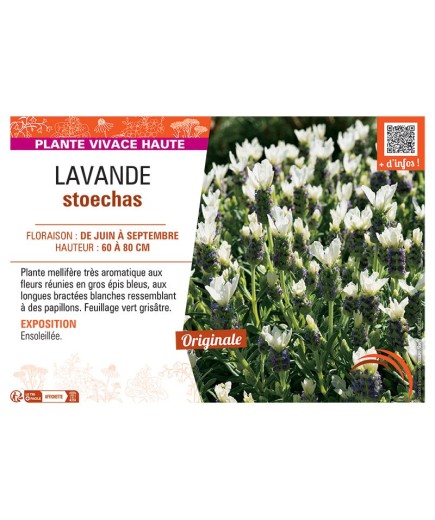 LATHYRUS LATIFOLIUS (varié)