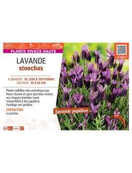 LAVANDULA STOECHAS ROSE