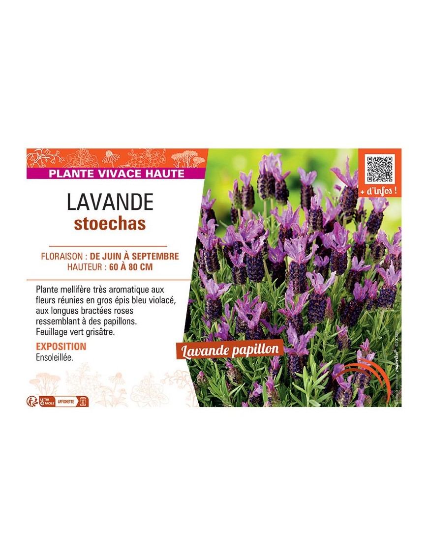 LAVANDULA STOECHAS ROSE