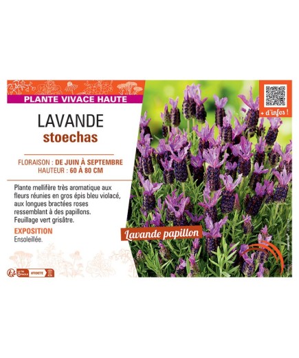 LAVANDULA STOECHAS ROSE