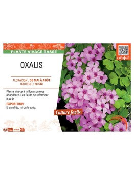 OXALIS (florinbunda) ROSE