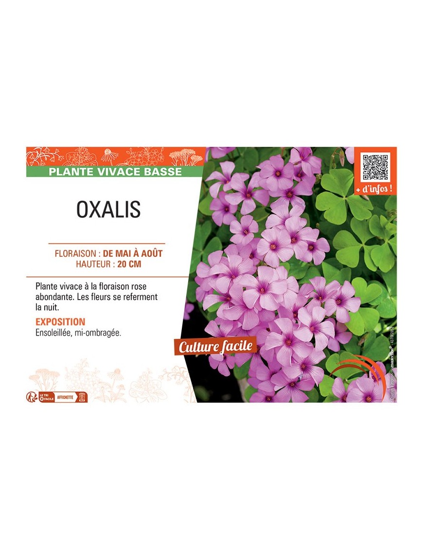 OXALIS (florinbunda) ROSE