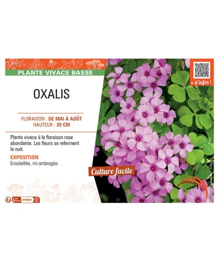OXALIS (florinbunda) ROSE
