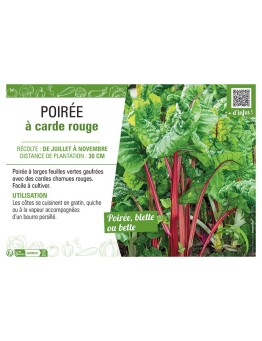 POIRÉE À CARDE ROUGE